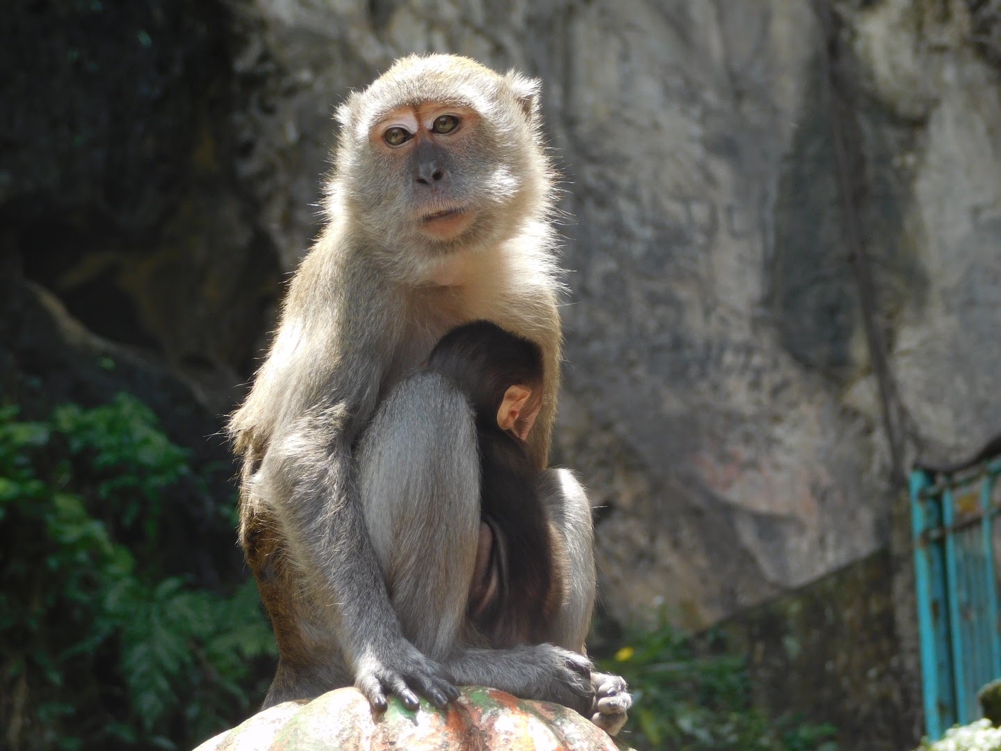 Everything You Need to Know About the Batu Caves