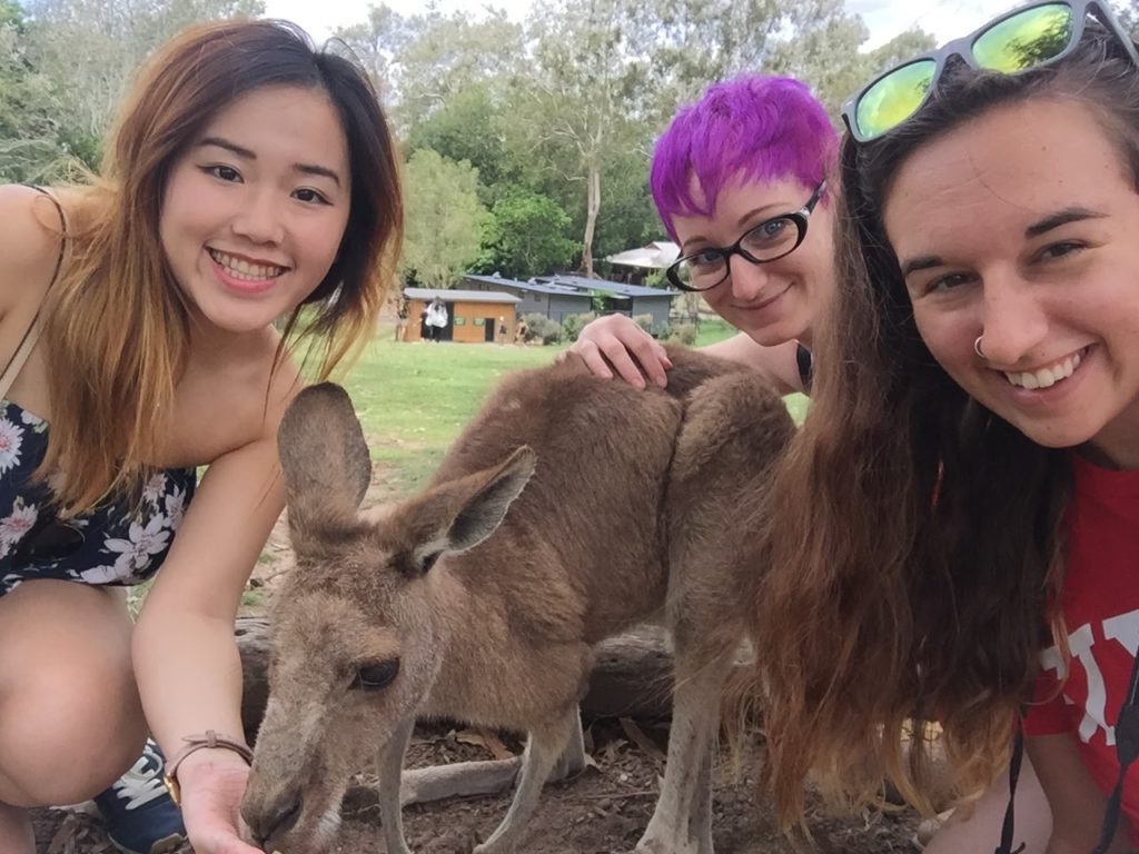 kangaroos at the lone pine koala sanctuary