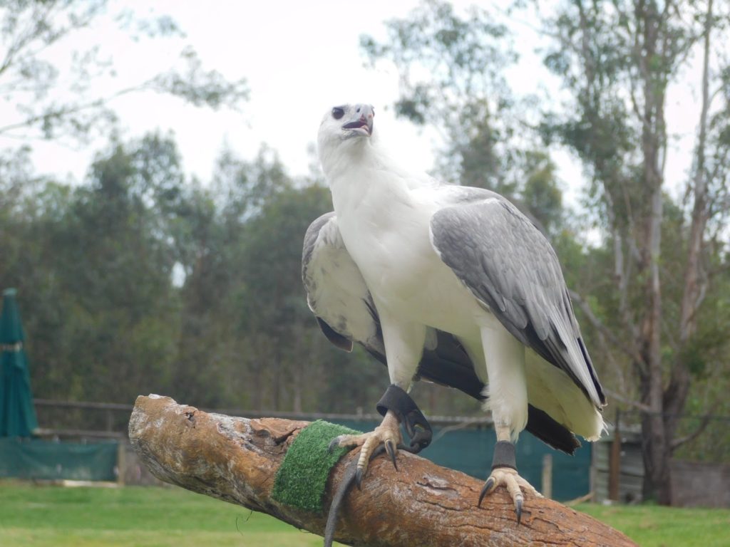 animals at the lone pine koala sanctuary in brisbane