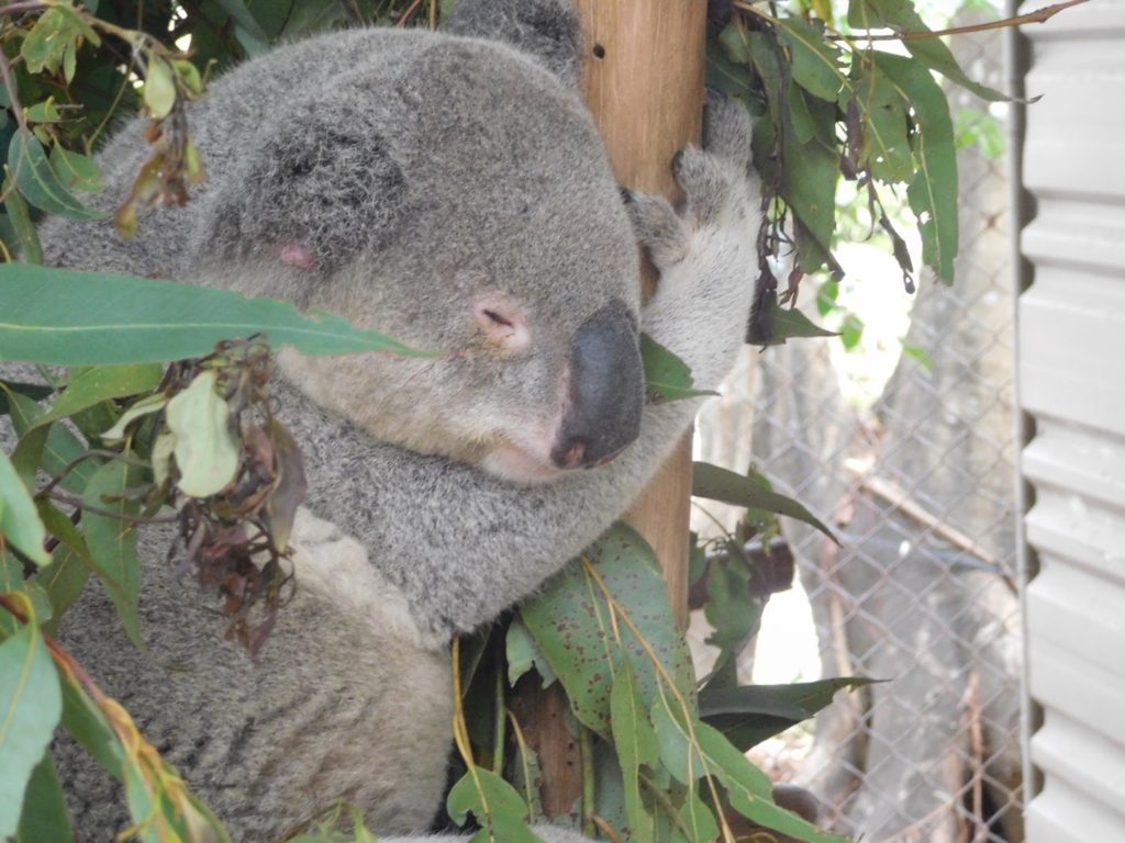 animals at the lone pine koala sanctuary in brisbane