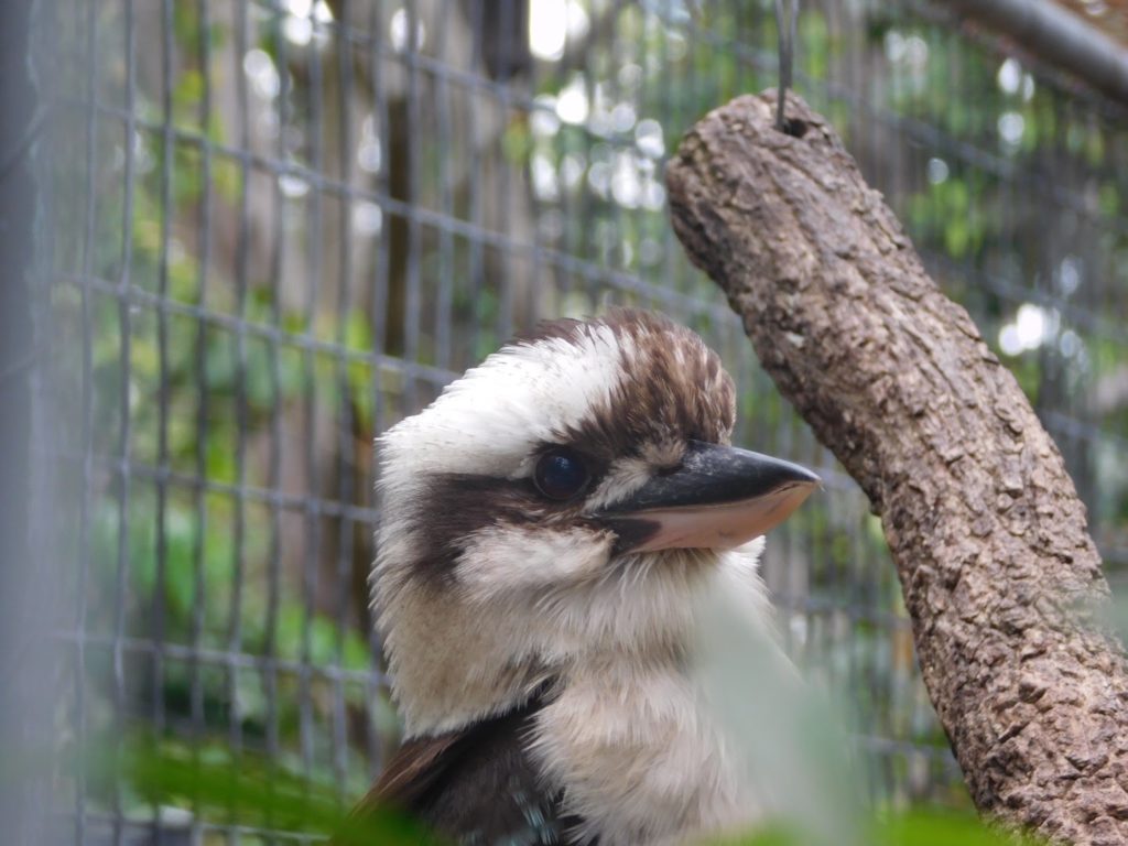 animals at the lone pine koala sanctuary in brisbane