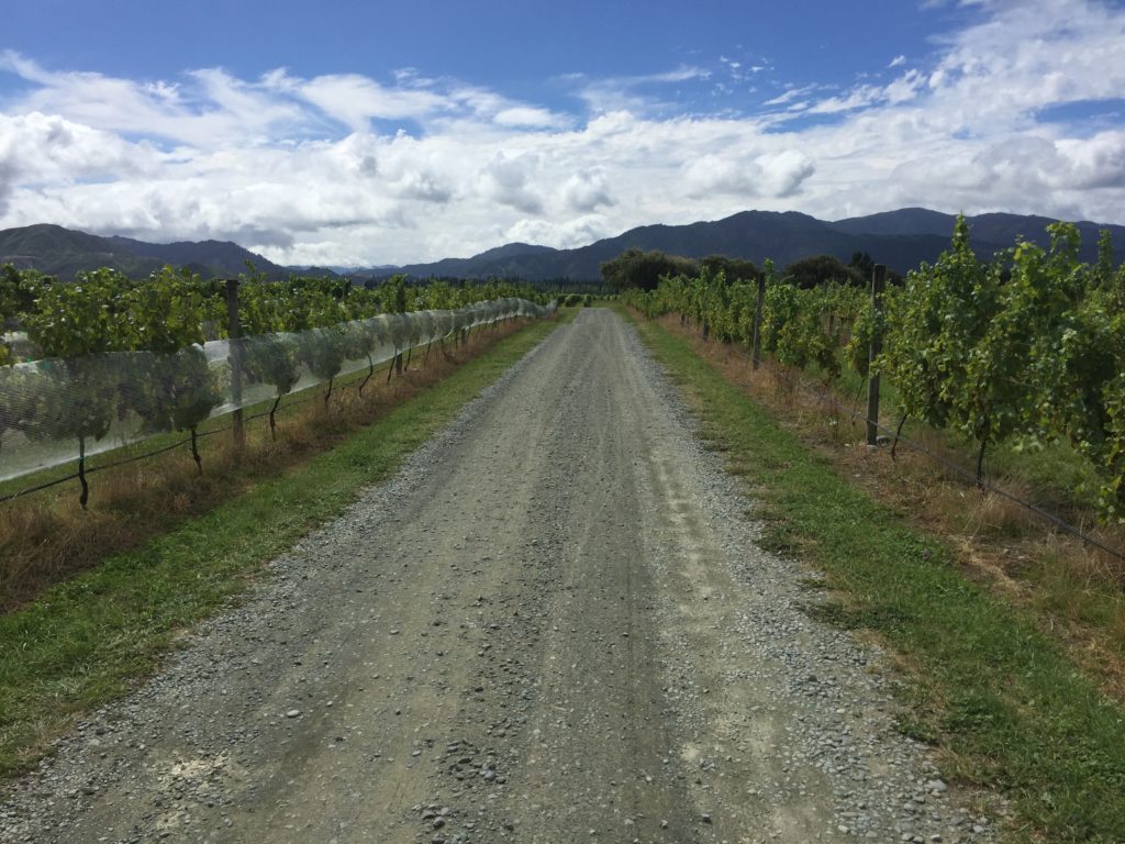 Cheap winery tour, Renwick New Zealand